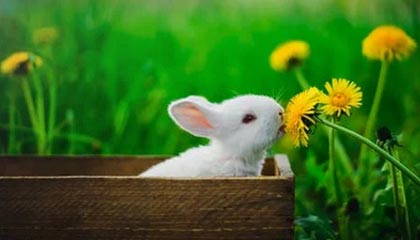 开云在线：云端生活新纪元的开启